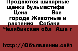 Продаются шикарные щенки бульмастифа › Цена ­ 45 000 - Все города Животные и растения » Собаки   . Челябинская обл.,Аша г.